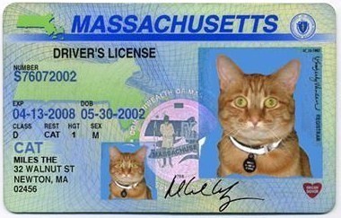 Cat License | itstartsrightmeeeoooww